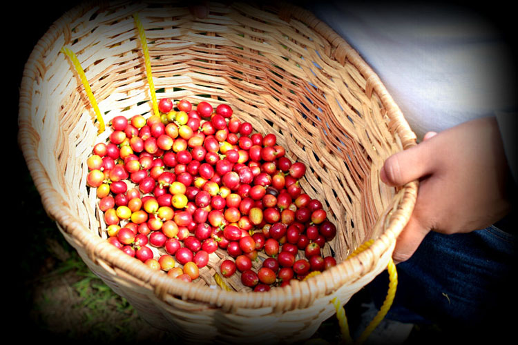 Como parte del esfuerzo de continuar apoyando la industria del café y la agricultura en la Isla